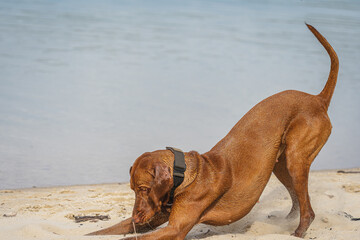 Spaß am Strand mit dem Hund.