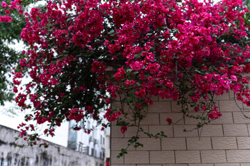 Fototapeta na wymiar Magenta Bougainvillea blooming on the wall in spring. Bougainvillea is a genus of thorny ornamental vines, bushes, and trees with colorful papery bracts.