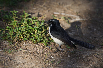 Australian adult Willie Wagtail -Rhipidura leucophrys- on ground looking for food spotlighted early morning sunlight 