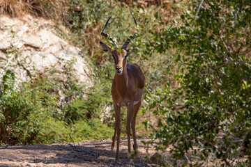 Prey animals on the African savannah hide in thickets to avoid predators