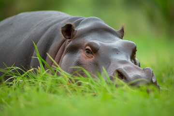 a hippopotamus sleeping in the grass
