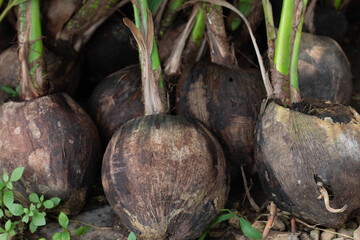 sprout of young coconut of the cultivated coconut are growing.