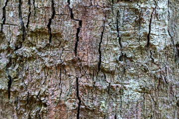 The bark of the tree surface is rough. for the background