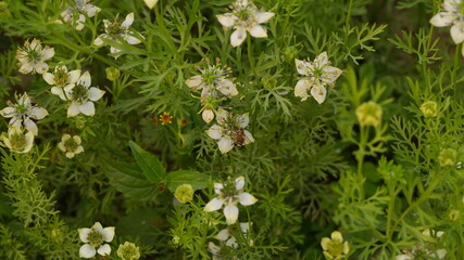 flowers in the meadow