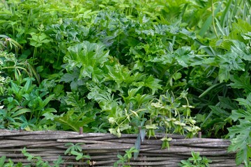mix of green plants with large leaves behind a small wicker fence