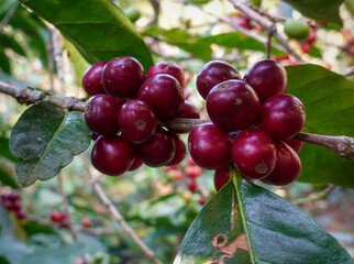 Coffee cherries on coffee tree. Pacamara tree in Coffee plantation. At Huehuetenango, Guatemala.