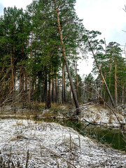 Fototapeta na wymiar pine tree bent in the swampy ground