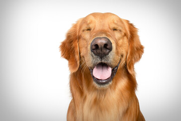 happy golden retriever dog smiling with closed eyes open mouth white background studio shot	
