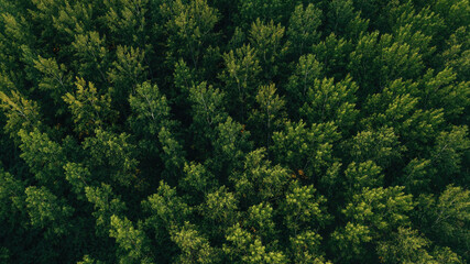 Top view aerial shot of green cottonwood forest landscape from drone pov in summer afternoon