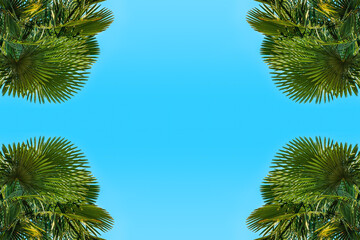 Blue summer sky as copy space surrounded by lush green palm tree leaves in corners as design element background