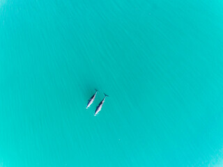 Aerial view of Dolphins swimming underwater in crystal clear turquoise water in Margaret River,...