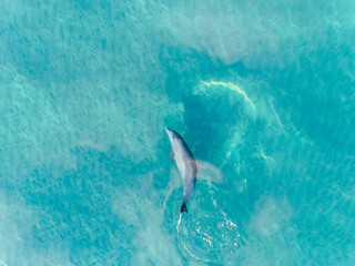 Fototapeta premium Aerial view of Dolphin swimming underwater in crystal clear turquoise water in Margaret River, Western Australia, Australia. Playful Dolphin in blue ocean. Top View, Coastal, seascapes.