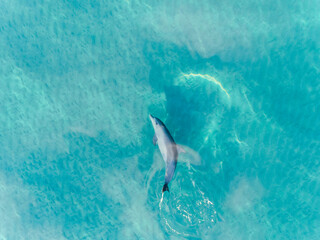 Aerial view of Dolphin swimming underwater in crystal clear turquoise water in Margaret River,...