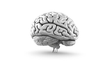 human brain model isolated on white background. generative ai