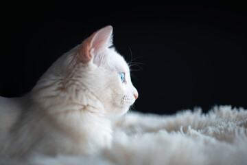 Close-up side portrait of white cat with blue eyes lying on fluffy plaid, on black background.