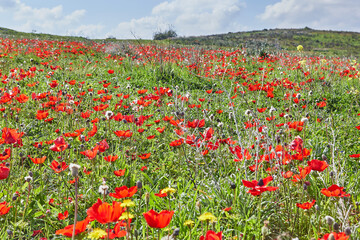 Wild red anemone flowers blooms close-up in spring against the blue sky. Desert of the Negev. Southern Israel.