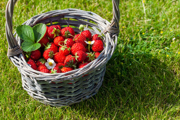 Ripe strawberries in basket