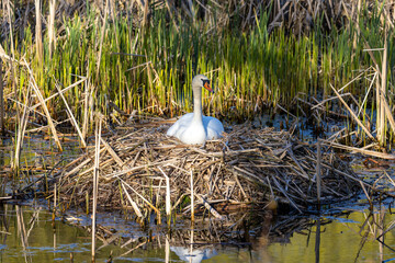 heimische Tierwelt V&ouml;gel in Deutschland Schwan