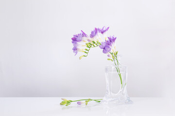 purple freesia in glass vase on white background
