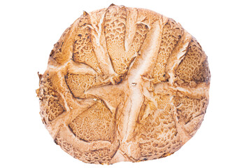 Cutout fresh shiitake mushrooms.