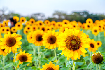 Obraz premium A Tapestry of Sunflowers: Exploring the Golden Splendor of a Sunflower Field