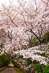 風土記の丘の桜