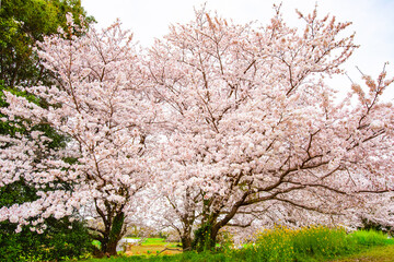 風土記の丘の桜
