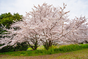 Fototapeta premium 風土記の丘の桜 