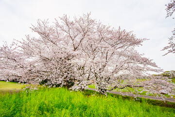 風土記の丘の桜
