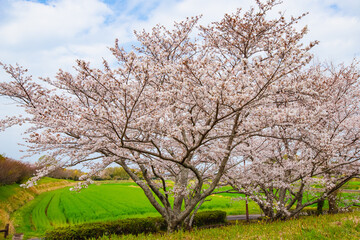 Obraz premium 風土記の丘の桜 