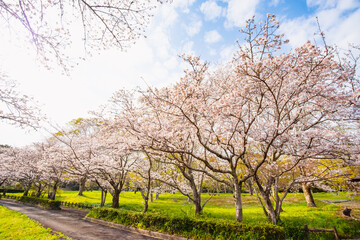 Fototapeta na wymiar 風土記の丘の桜 
