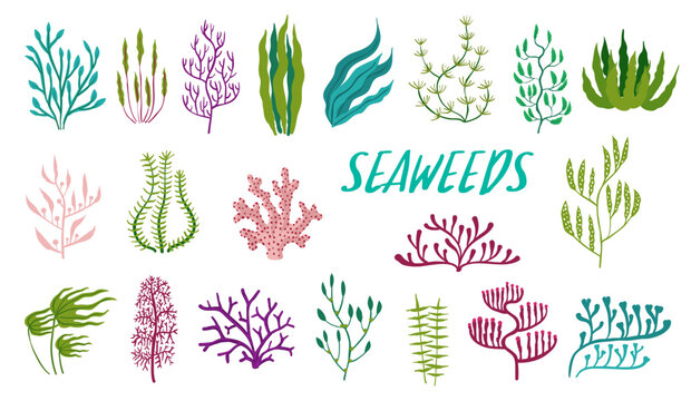 Underwater seaweed plants. Aquarium and sea algae. Laminaria, Codium and Nitella underwater plant, Kelp, Fucus and Phyllophora ocean or aquarium flora, isolated vector sea water plants, seaweed set