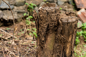 tree trunk with moss