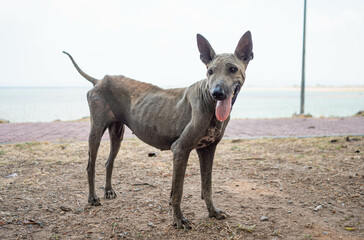 A skinny dog ​​stood on the ground by the reservoir.