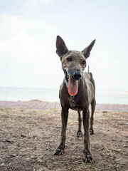 A skinny dog ​​stood on the ground by the reservoir.