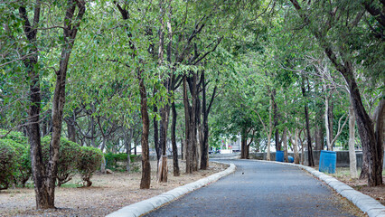 walkway in the park full of trees