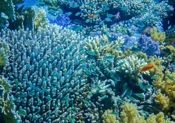 blue corals and blue fishes at the reef in the red sea detail