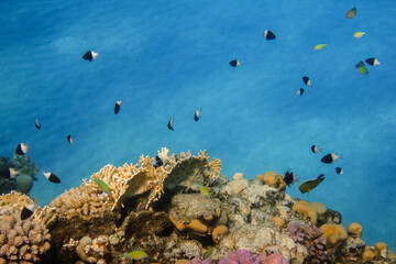 different little fishes over corals in clear blue water during diving on vacation in egypt