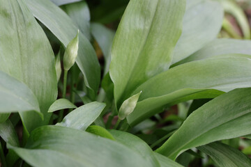 wild garlic with buds