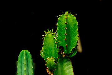 close-up of cactus with black background