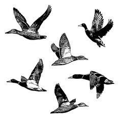 set of duck