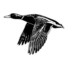 silhouette of a duck