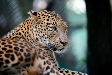 Fototapeta na wymiar Leopard, Panthera pardus kotiya, a big-spotted cat resting in Banerghatta National Park, India