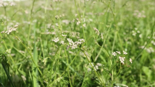 Field with flowers of wild cumin close-up, summer landscape