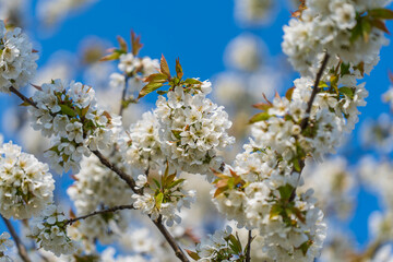 A sprig of white flowers blooms on a cherries tree in garden against a blue sky, closeup