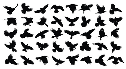 Fototapeta na wymiar A big set of silhouettes birds of prey and seabirds in flight. 