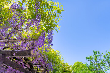 東京都江東区　亀戸天神の藤棚