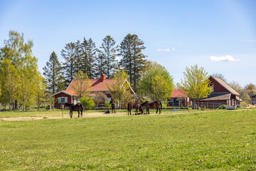 Horses on a meadow at a country farm