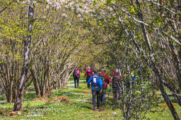 Fototapeta premium People hiking in a meadow among hazel shrubs at springtime