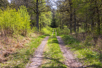 Fototapeta na wymiar Long straight dirt road in a sunny woodland at spring